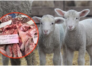 Paște de lux pentru români: carnea de miel a explodat la preț! Cât costă un simplu pachet pentru ciorbă