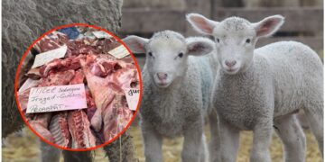 Paște de lux pentru români: carnea de miel a explodat la preț! Cât costă un simplu pachet pentru ciorbă