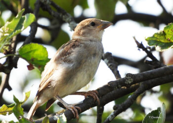 Știați că? Dispariția vrăbiuțelor poate spune mai mult despre oraș decât orice raport oficial