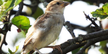 Știați că? Dispariția vrăbiuțelor poate spune mai mult despre oraș decât orice raport oficial