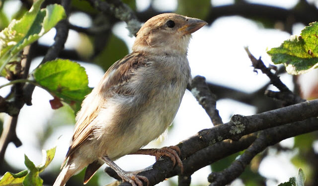 Știați că? Dispariția vrăbiuțelor poate spune mai mult despre oraș decât orice raport oficial