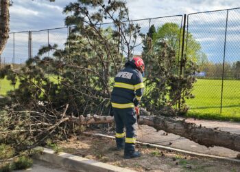 FURIA VÂNTULUI A LOVIT BOTOȘANIUL: Copaci doborâți, cabluri smulse și intervenții în lanț ale pompierilor