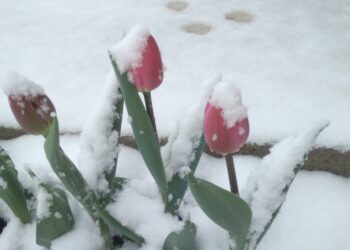 Iarnă în toată regula la final de aprilie! Zăpadă ca de Crăciun și temperaturi de -12 grade în munți