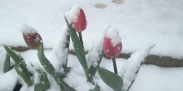 Iarnă în toată regula la final de aprilie! Zăpadă ca de Crăciun și temperaturi de -12 grade în munți