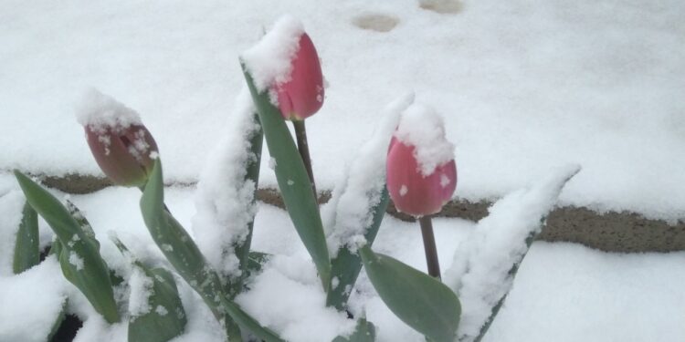 Iarnă în toată regula la final de aprilie! Zăpadă ca de Crăciun și temperaturi de -12 grade în munți