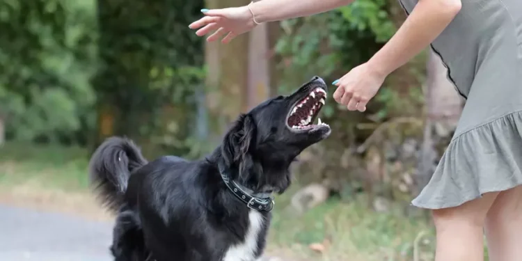 MINORĂ MUȘCATĂ DE UN CÂINE SCĂPAT DIN CURTEA UNUI LOCALNIC