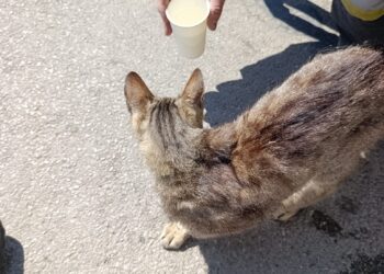 Pisică ținută captivă zile întregi într-o mașină încinsă! Final neașteptat după intervenția pompierilor
