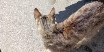 Pisică ținută captivă zile întregi într-o mașină încinsă! Final neașteptat după intervenția pompierilor