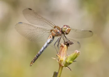 ȘTIAI CĂ? Libelulele se prefac moarte ca să scape de masculii insistenți! Natura ascunde un adevărat „teatru” incredibil