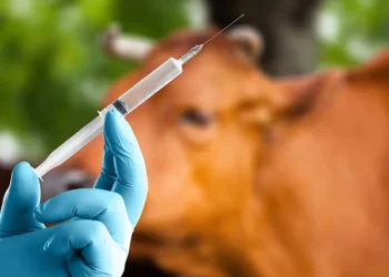 Focar de antrax descoperit la o vacă declarată vaccinată.