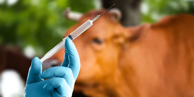Focar de antrax descoperit la o vacă declarată vaccinată.