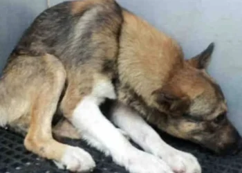 A mutilat câinele vecinului și a ajuns în fața justiției