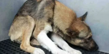 A mutilat câinele vecinului și a ajuns în fața justiției