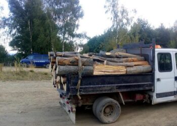 Hoții de lemne, din nou în vizorul polițiștilor! Două transporturi ilegale, confiscate în județul Botoșani