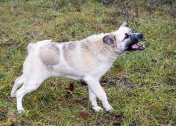 Alertă de rabie la Săveni! Un câine infectat a murit, iar autoritățile au impus restricții.