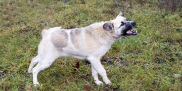 Alertă de rabie la Săveni! Un câine infectat a murit, iar autoritățile au impus restricții.