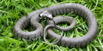 Alertă la Cornișa! Un șarpe uriaș a apărut lângă aleea de promenadă și a stârnit panică printre vizitatori