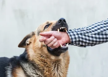 Alertă de la DSVSA Botoșani! Rabia, boala mortală care poate ucide oameni și animale, pune autoritățile în gardă