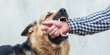 Alertă de la DSVSA Botoșani! Rabia, boala mortală care poate ucide oameni și animale, pune autoritățile în gardă