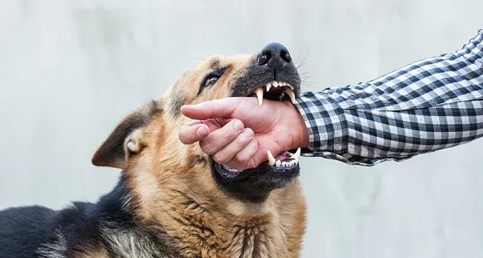 Alertă de la DSVSA Botoșani! Rabia, boala mortală care poate ucide oameni și animale, pune autoritățile în gardă
