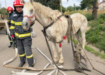 Cal speriat de o mașină, căzut într-un șanț la Șendriceni. Pompierii din Dorohoi au intervenit pentru salvarea animalului