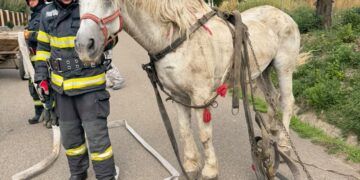 Cal speriat de o mașină, căzut într-un șanț la Șendriceni. Pompierii din Dorohoi au intervenit pentru salvarea animalului