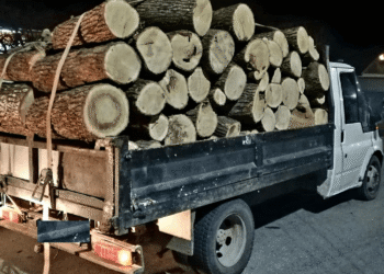 Peste 13 metri cubi de lemne, confiscate la Călărași. Autoutilitara, indisponibilizată